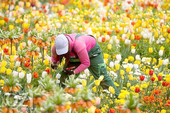 Wieder Mehr Lust Auf Blumen Pro Kopf Ausgaben Von 105 Euro Ostfriesen Zeitung