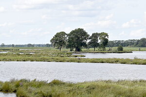 Während der Brutzeit erinnert der Holter Hammrich Peter Pauschert an die Camargue oder das Okawango-Delta in Afrika. Bild: Pröll