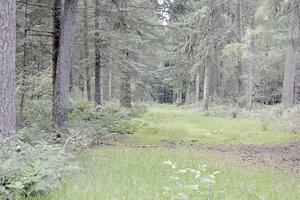 Auf solchen Wegen empfiehlt Rüdiger Böhlhoff den Waldbesuchern, auf Schuhe zu verzichten und barfuß zu laufen.