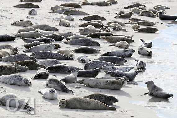 Borkum Urlauber Scheuchen Seehunde Auf Ostfriesen Zeitung