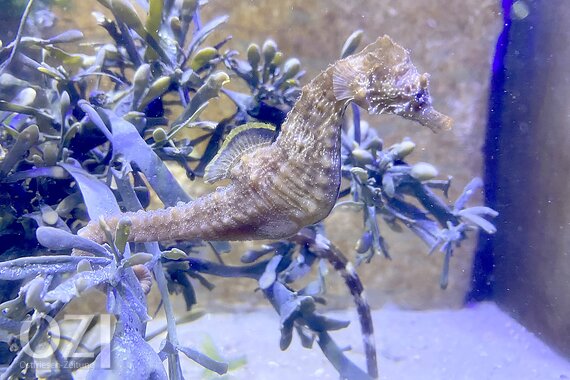 Borkumer Aquarium Wegen Seepferdchen Aufnahme Angefeindet Ostfriesen Zeitung